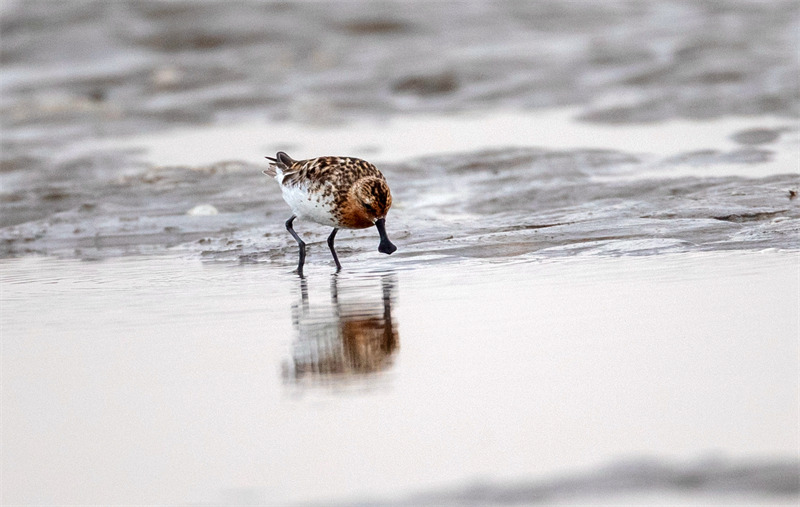 Adorable : un ? oiseau avec une cuillère ? appara?t dans le Jiangsu !