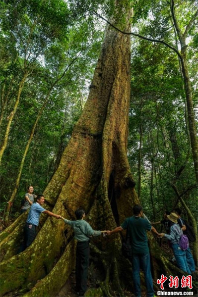 Le premier groupe de parcs nationaux de Chine dévoilé