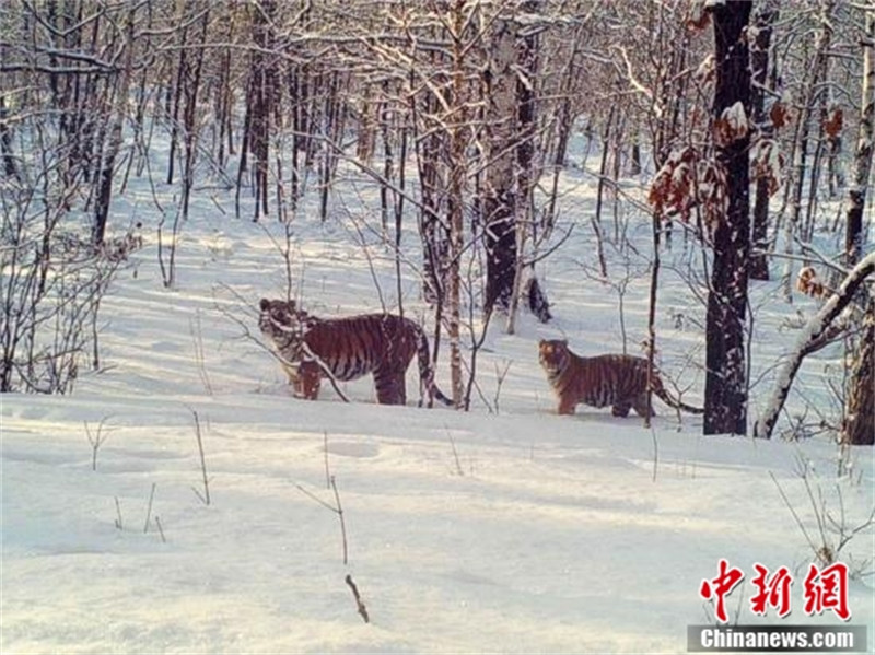 Le premier groupe de parcs nationaux de Chine dévoilé