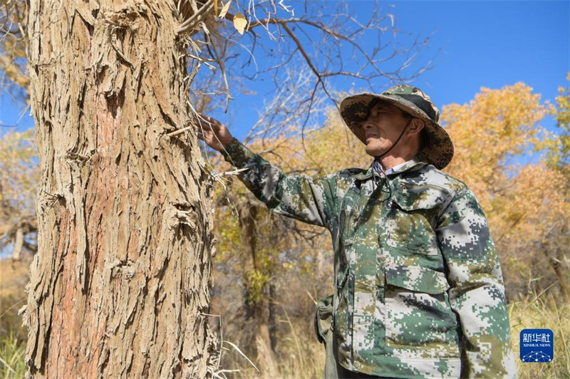 Le gardien de la beauté automnale de la forêt de peupliers d'Ejina, en Mongolie intérieure