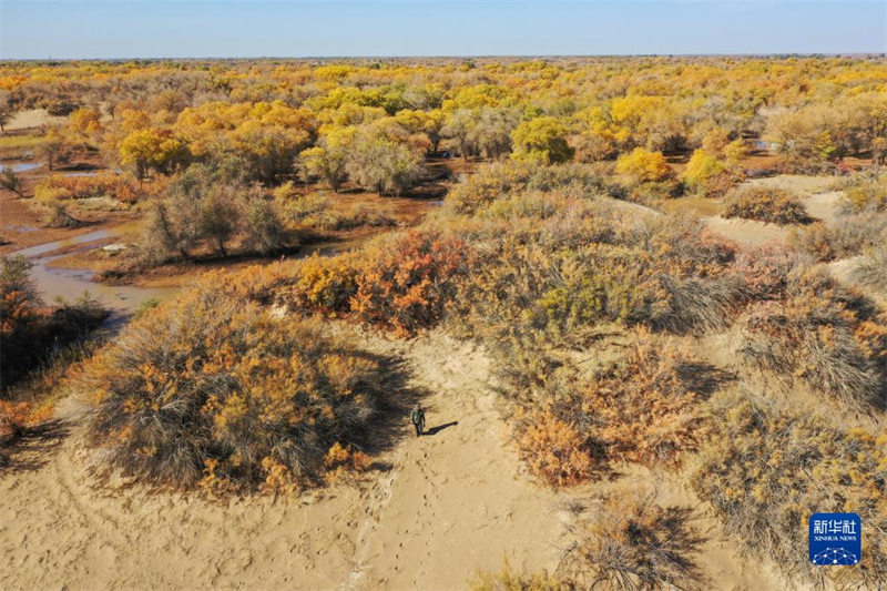 Le gardien de la beauté automnale de la forêt de peupliers d'Ejina, en Mongolie intérieure