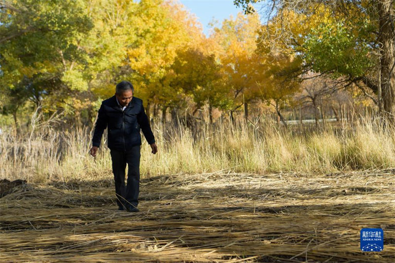 Le gardien de la beauté automnale de la forêt de peupliers d'Ejina, en Mongolie intérieure