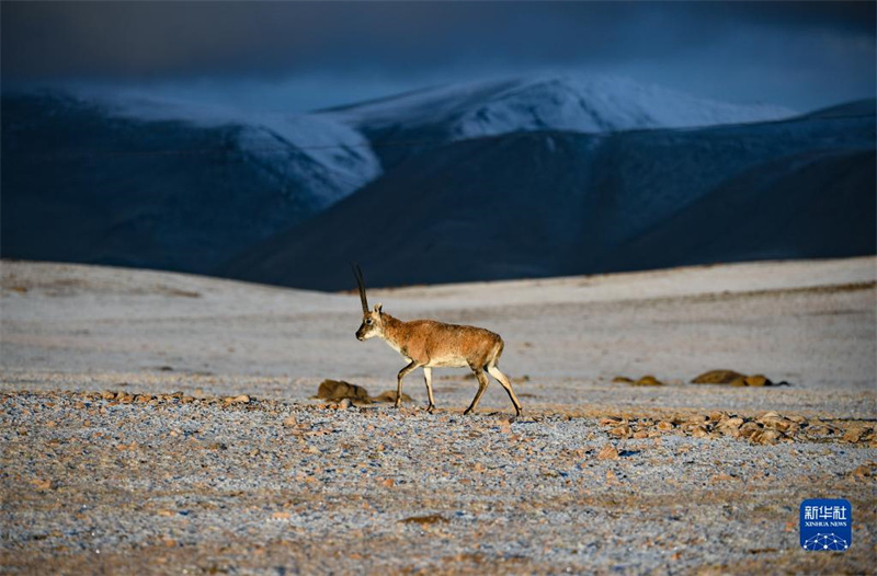 La réserve de Qiangtang, au Tibet : un paradis pour les animaux sauvages