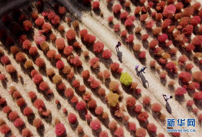 Shanghai va étendre ses espaces verts avec un mécanisme de ? chef forestier ?