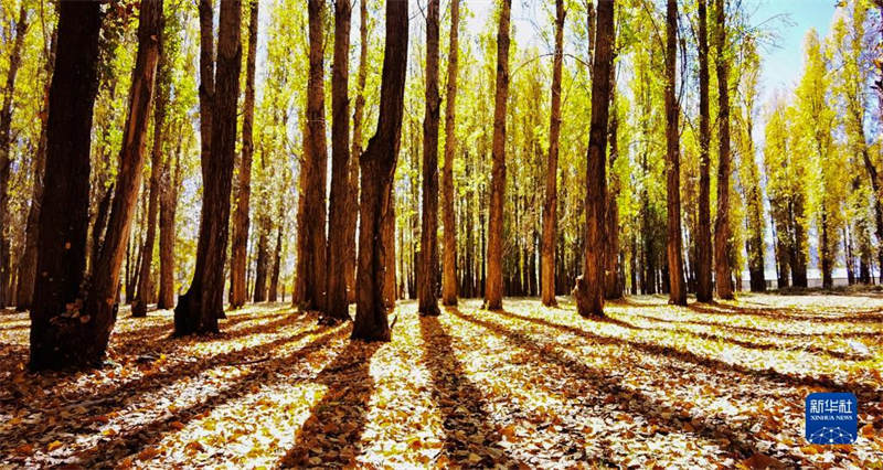 Tibet : feuilles d'automne sur le plateau doré