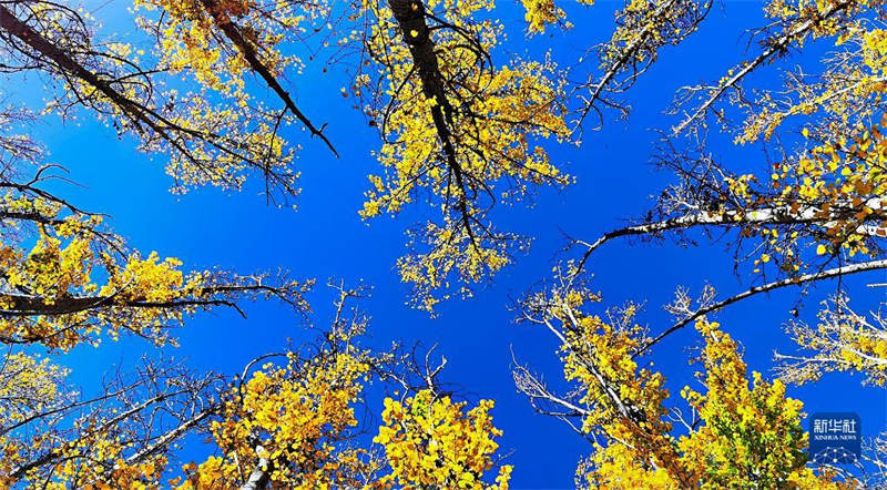 Tibet : feuilles d'automne sur le plateau doré