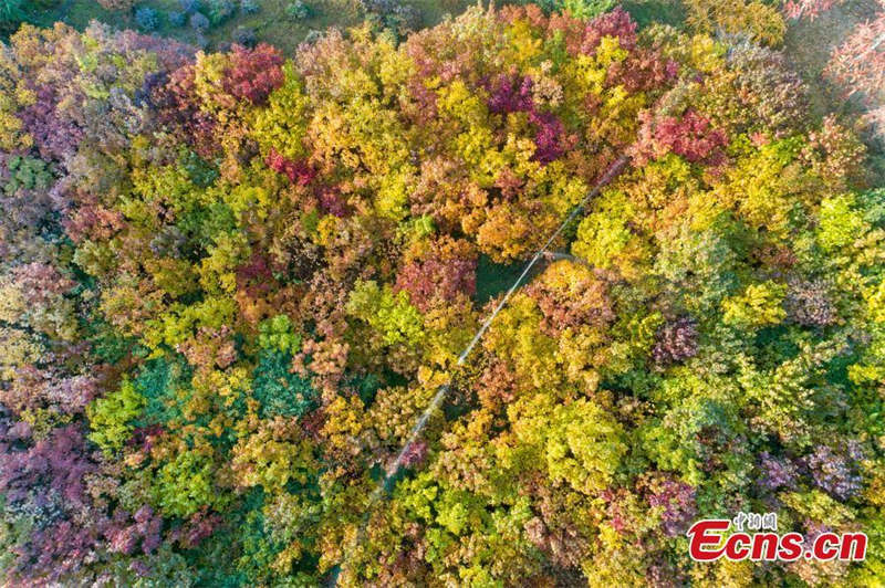 Paysages d'automne du site touristique de Lushuiwan à Zhangye, dans le Gansu