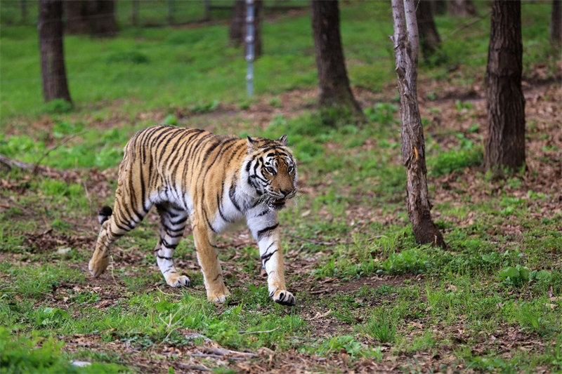 Cinq parcs nationaux vont servir de ? salles de classe ? pour la conservation de la nature en Chine