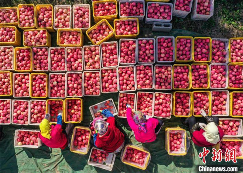 La récolte des pommes à Rongcheng, dans le Shandong