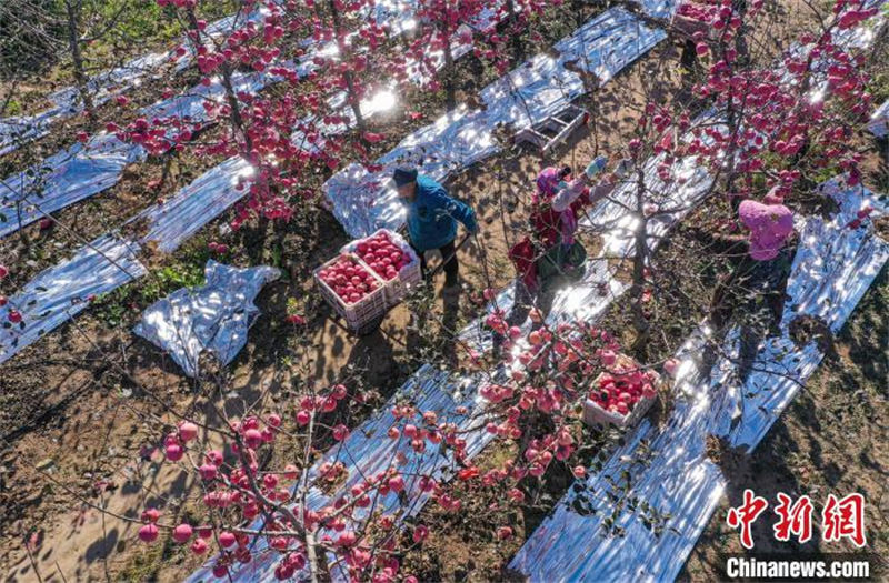 La récolte des pommes à Rongcheng, dans le Shandong