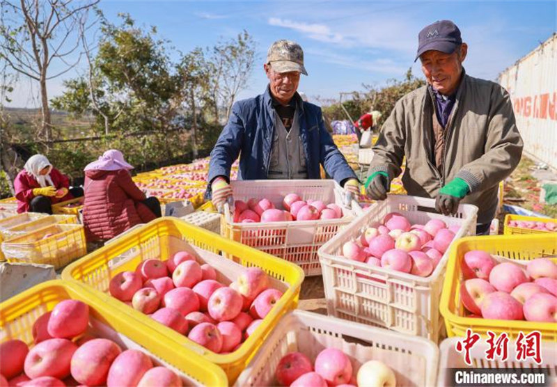 La récolte des pommes à Rongcheng, dans le Shandong