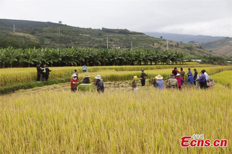 Première récolte du riz pérenne ? Yunda 107 ? en terrasse du Yunnan