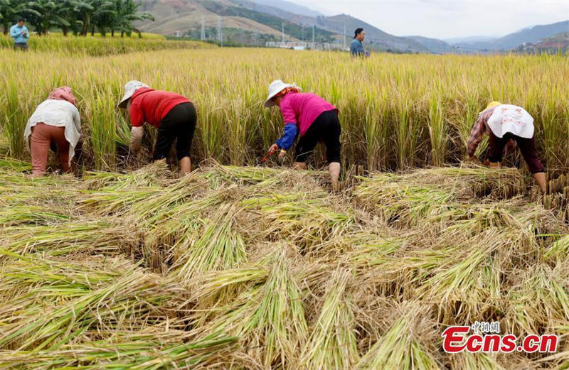 Première récolte du riz pérenne ? Yunda 107 ? en terrasse du Yunnan