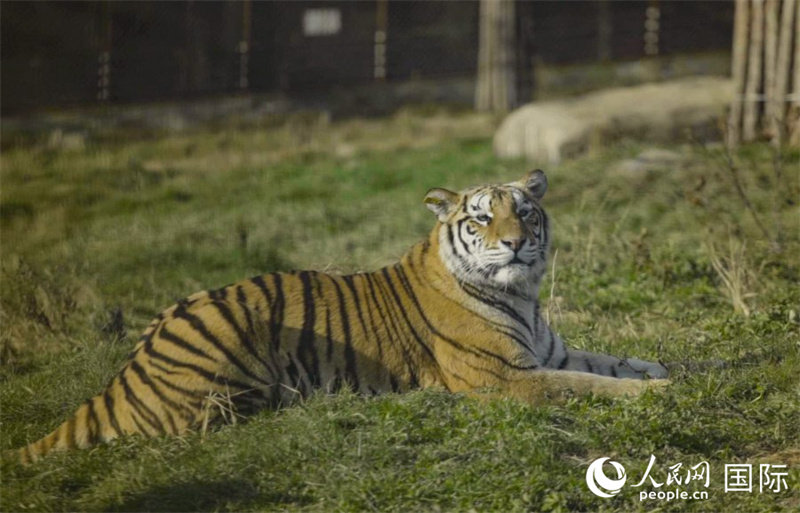 Découvrez le charme du ? roi de la forêt ? dans le parc forestier des tigres de Sibérie