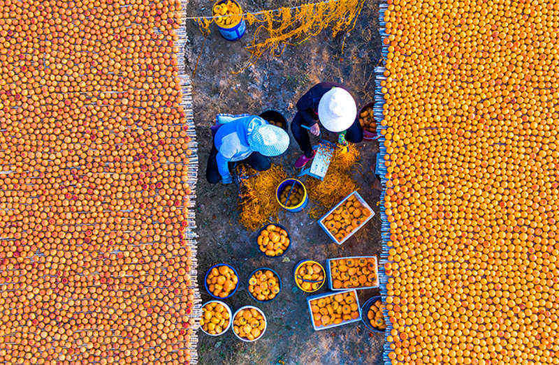 Les kakis rouges de l'automne doré du comté de Wanrong, dans le Shanxi