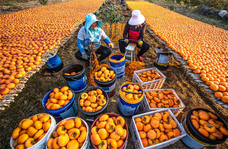 Les kakis rouges de l'automne doré du comté de Wanrong, dans le Shanxi