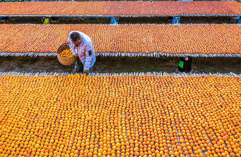 Les kakis rouges de l'automne doré du comté de Wanrong, dans le Shanxi