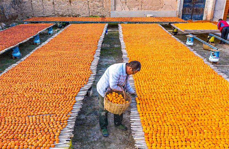 Les kakis rouges de l'automne doré du comté de Wanrong, dans le Shanxi