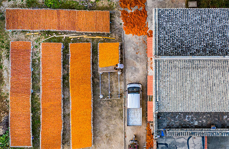 Les kakis rouges de l'automne doré du comté de Wanrong, dans le Shanxi