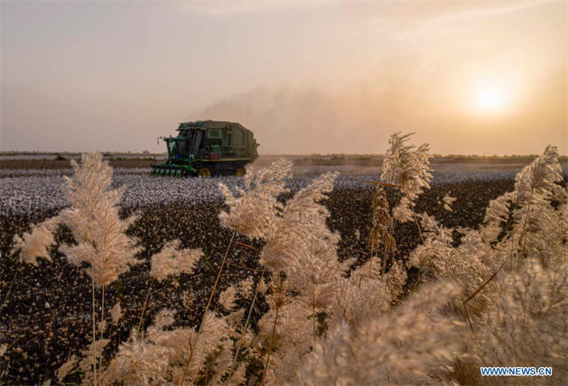 Pleine saison de récolte du coton au Xinjiang