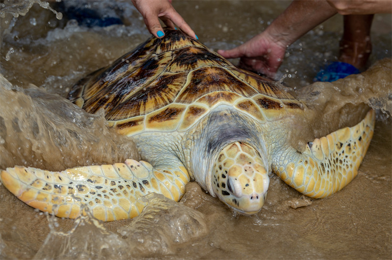 Hainan : 9 tortues marines relachées à la mer à Wenchang