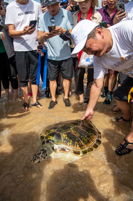 Hainan : 9 tortues marines relachées à la mer à Wenchang