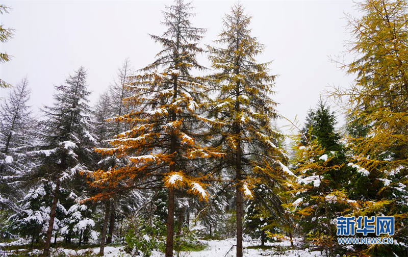 Les premières chutes de neige de la fin de l'automne à Pingheliang, dans les monts Qinling, pittoresques et colorés