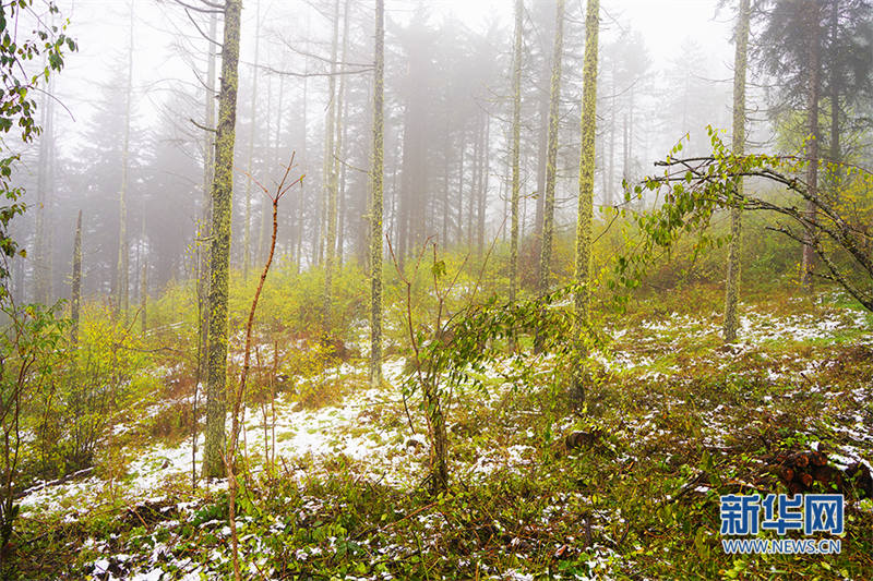 Les premières chutes de neige de la fin de l'automne à Pingheliang, dans les monts Qinling, pittoresques et colorés