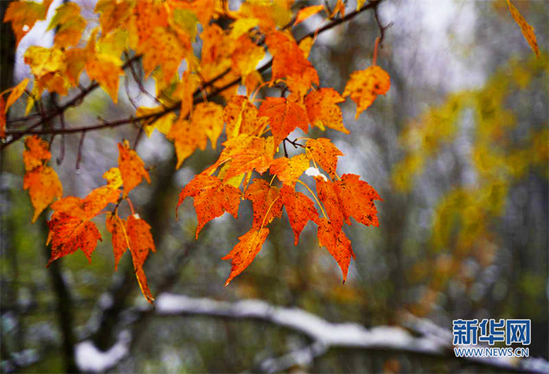 Les premières chutes de neige de la fin de l'automne à Pingheliang, dans les monts Qinling, pittoresques et colorés