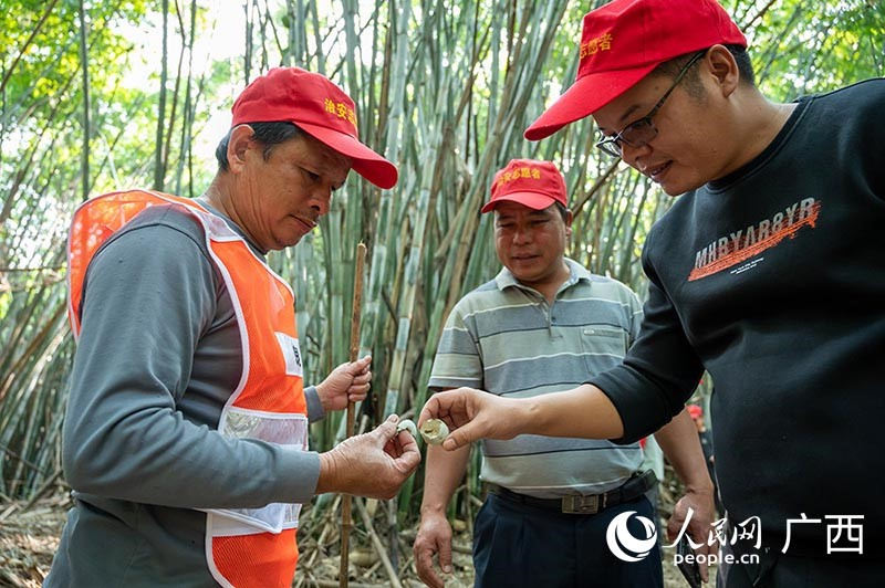 Guangxi: la ville de Nanning crée une équipe de protection des oiseaux pour protéger le paradis des aigrettes