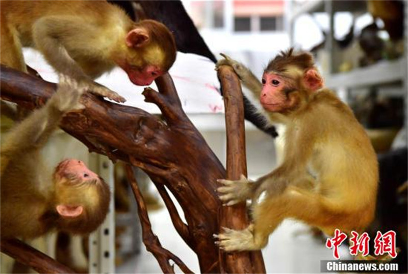 Les techniques de la famille méridionale Tang ? ressuscitent ? des animaux