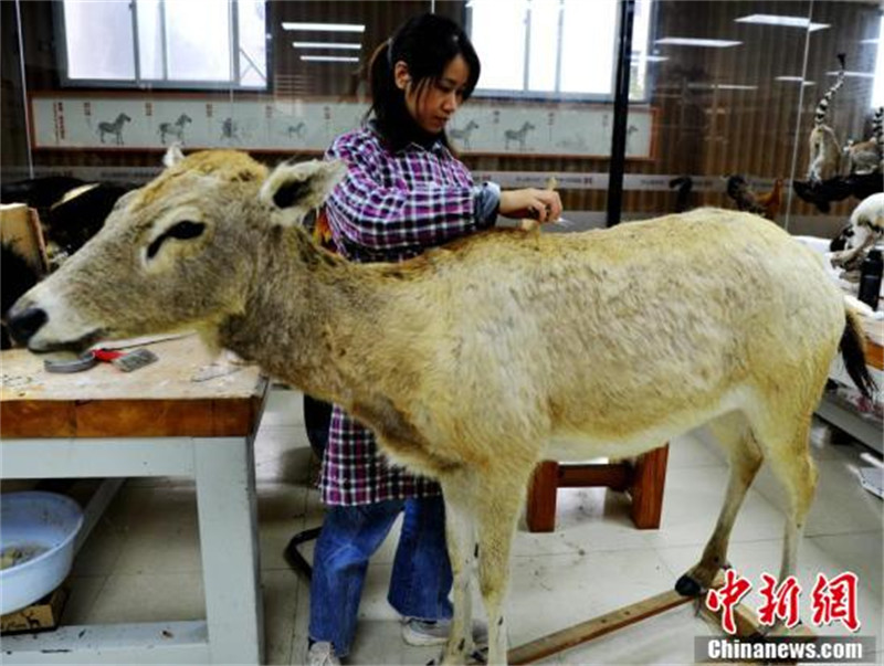 Les techniques de la famille méridionale Tang ? ressuscitent ? des animaux