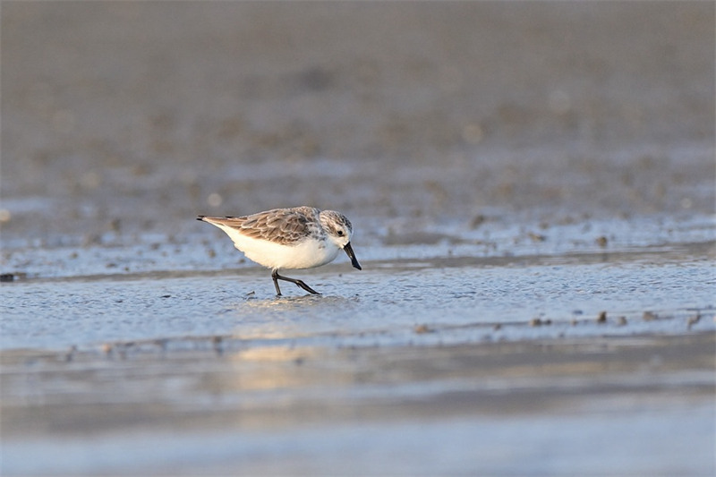 Le bécasseau spatule, un oiseau rare, visite la province du Fujian pour la troisième année consécutive