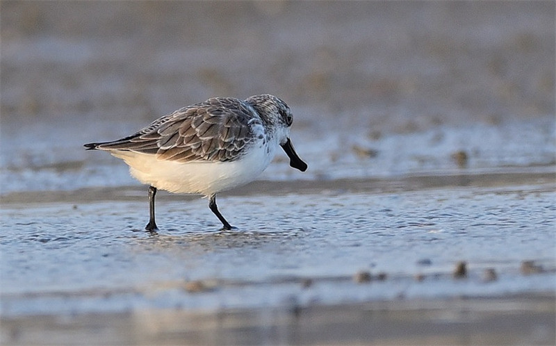 Le bécasseau spatule, un oiseau rare, visite la province du Fujian pour la troisième année consécutive