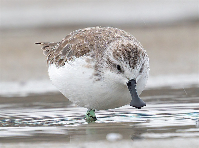 Le bécasseau spatule, un oiseau rare, visite la province du Fujian pour la troisième année consécutive