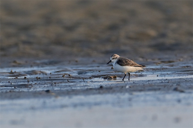 Le bécasseau spatule, un oiseau rare, visite la province du Fujian pour la troisième année consécutive