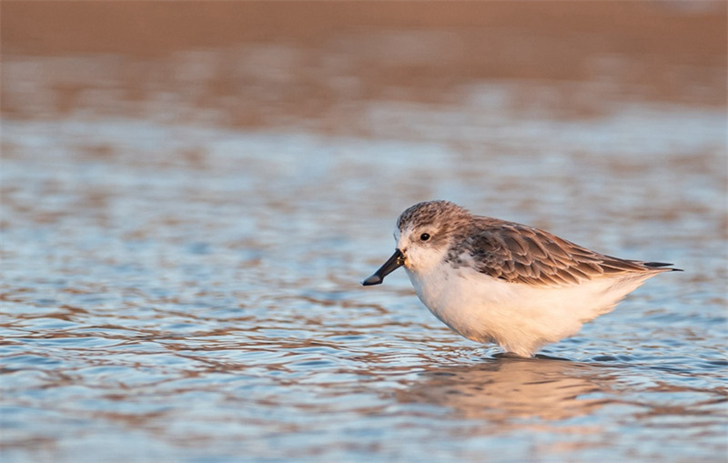 Le bécasseau spatule, un oiseau rare, visite la province du Fujian pour la troisième année consécutive