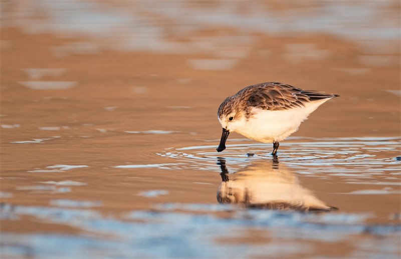 Le bécasseau spatule, un oiseau rare, visite la province du Fujian pour la troisième année consécutive