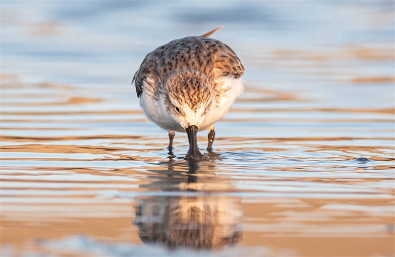 Le bécasseau spatule, un oiseau rare, visite la province du Fujian pour la troisième année consécutive