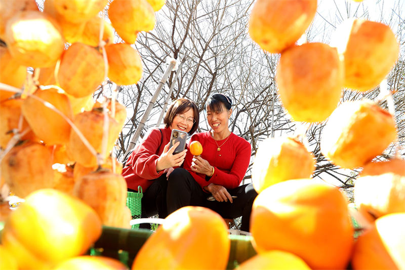 Kakis rouges et jours joyeux : la vie dans le comté de She, dans l'Anhui