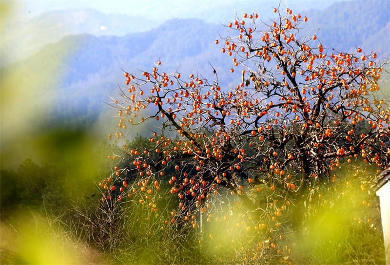 Kakis rouges et jours joyeux : la vie dans le comté de She, dans l'Anhui