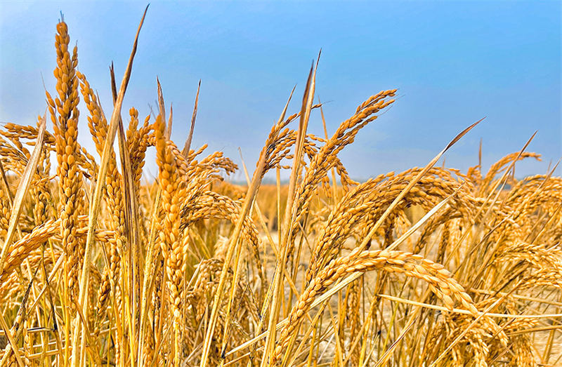 Récolte exceptionnelle pour le riz de mer à Tianjin