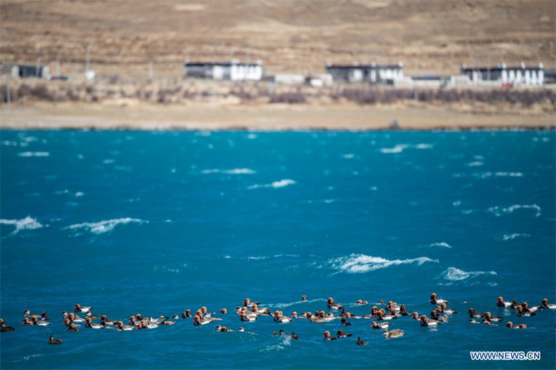 Chine : paysage du lac Yamzbog Yumco