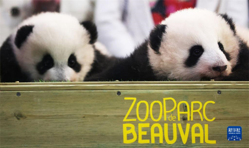 Les jumeaux pandas géants du zoo de Beauval ont re?u leurs noms