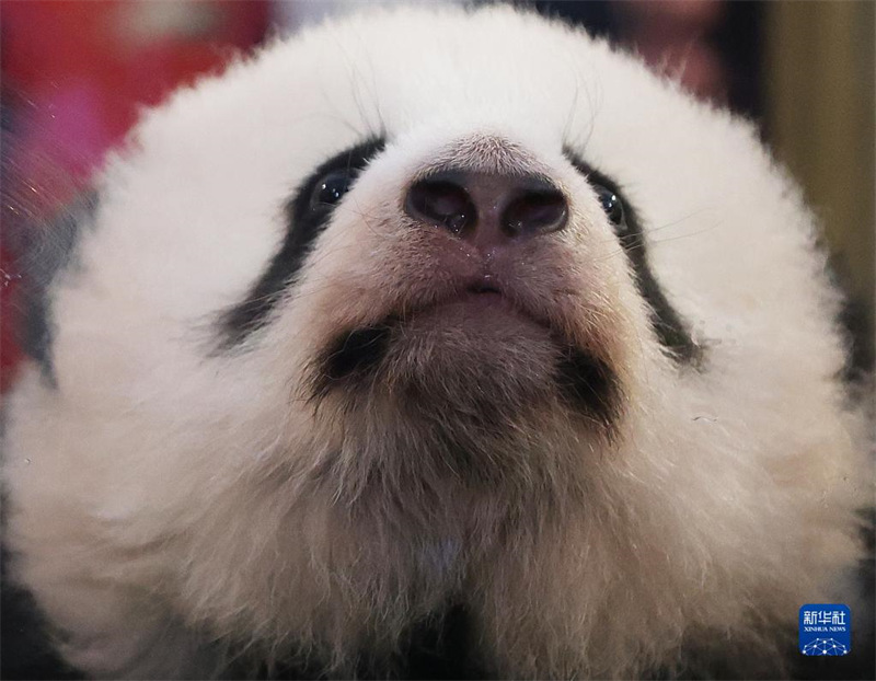 Les jumeaux pandas géants du zoo de Beauval ont re?u leurs noms