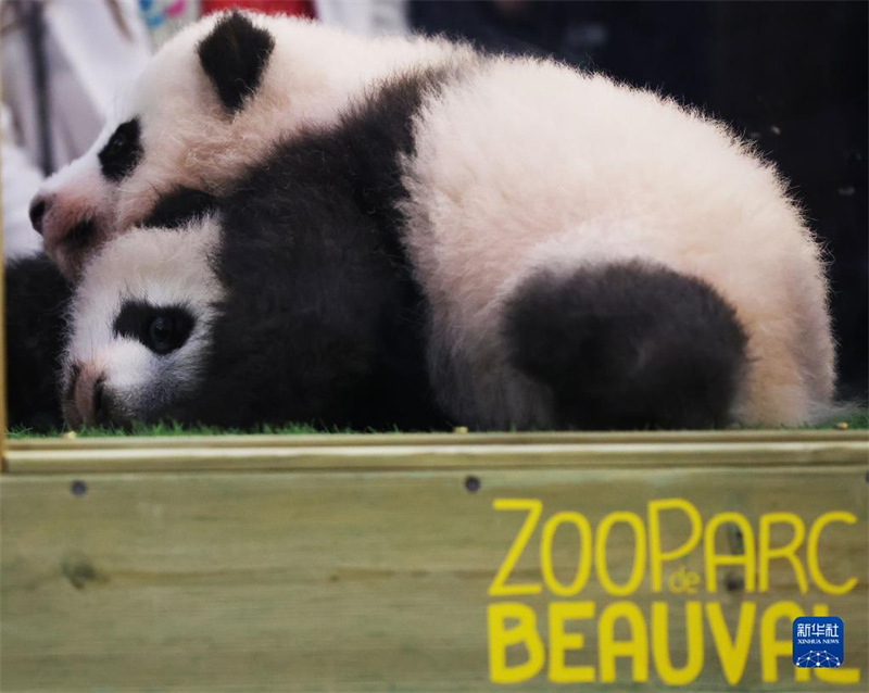 Les jumeaux pandas géants du zoo de Beauval ont re?u leurs noms