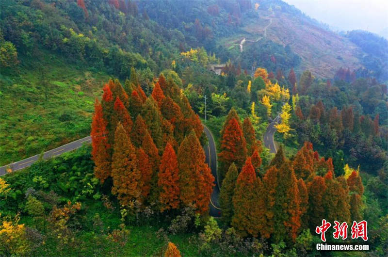 La superbe forêt colorée du mont Zhaogong à Dujiangyan, dans le Sichuan