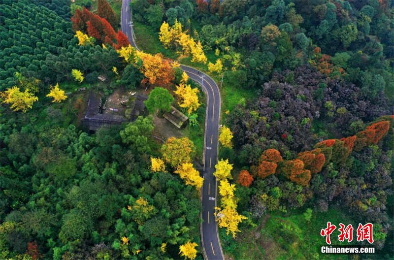 La superbe forêt colorée du mont Zhaogong à Dujiangyan, dans le Sichuan