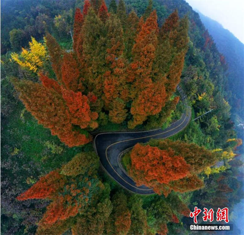 La superbe forêt colorée du mont Zhaogong à Dujiangyan, dans le Sichuan