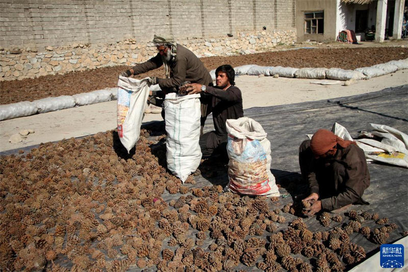 La saison de maturation des pignons de pin en Afghanistan